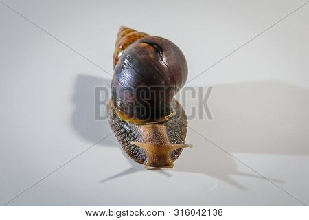 Achatina Land Gastropod Mollusk From A Subclass Of Pulmonary Snails