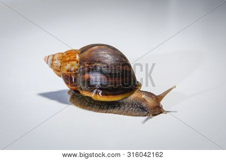 Achatina Land Gastropod Mollusk From A Subclass Of Pulmonary Snails