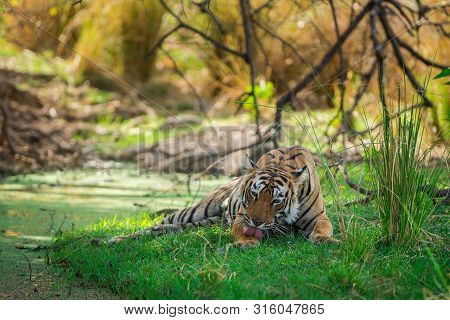 A Female Bengal Tiger After Killing A Spotted Deer Coming Under Shade Of Tree And Water Body To Cool