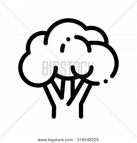 Healthy Food Vegetable Rapini Sign Icon Thin Line. Vegan Bio Eco Agriculture Rapini Cauliflower Line