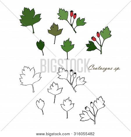 Hawthorn Red Fruits And Green Leaves Colorful And Monochrome Version, Black Outline Stock Vector Ill