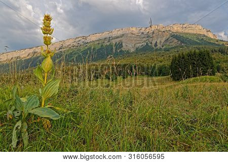 Meadows And Gentian Under The Cliffs Of Margeriaz In Bauges Mountain Range