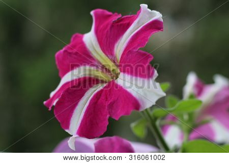 Multicolor Petunia On The Balcony Close-up. Flower S Balcony Decor Home Concept.