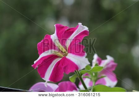 Multicolor Petunia On The Balcony Close-up. Flower S Balcony Decor Home Concept.