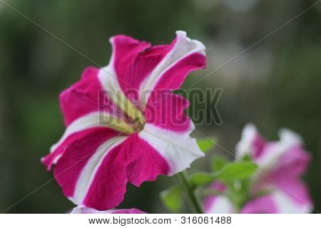 Multicolor Petunia On The Balcony Close-up. Flower S Balcony Decor Home Concept.