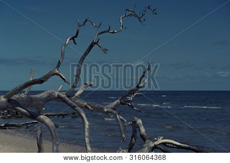 Sandy Shore Of The Baltic Sea With Fallen Trees On A Leaning Pine Tree At Cape Kolka In Latvia In Su