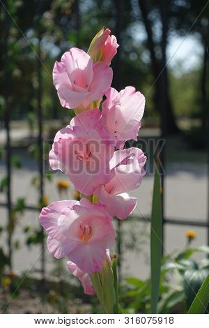 Closeup Of Pink Flowers Of Gladiolus In The Garden