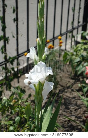 Opening White Flowers Of Gladiolus In The Garden