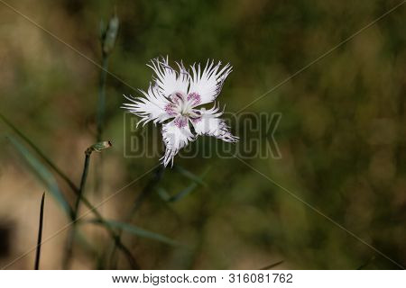 Flower Of The Carnation Dianthus Hyssopifolius