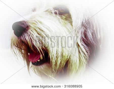 Head Of Thoroughbred Shaggy Dog With White Coarse Hair