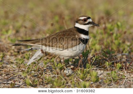 Killdeer præstekrave med æg