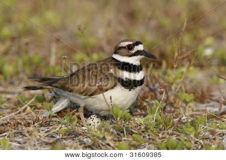 Killdeer præstekrave med æg