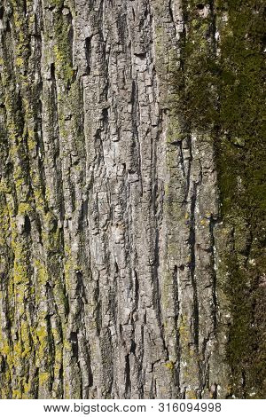 Close Up Of Weathered Tree Bark With Lichen And Moss.