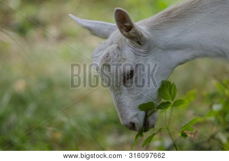 Agriculture; Alpine; Animal; Animals; Baby; Background; Bright; Caprinae; Cashmere; Cheese; Color; C