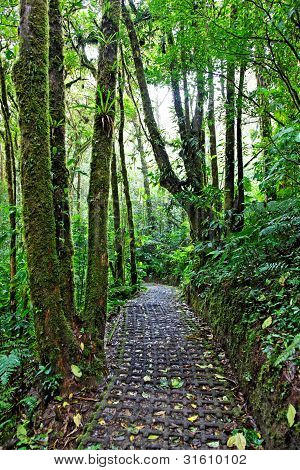 Foresta pluviale Costa Rica