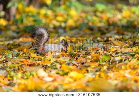 Squirrel Tail Sticking Out From Many Fallen Yellow Maple Leaves In The Autumn Park. Fluffy Squirrel 