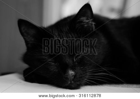 Black Cat Face Portrait Close-up Muzzle Black And White