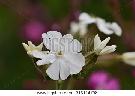 Macro Shot Of A White Campion (silene Latifolia) Flower In Bloom