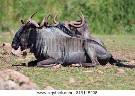 Portat Of Wildebeest Sitting On The Grass
