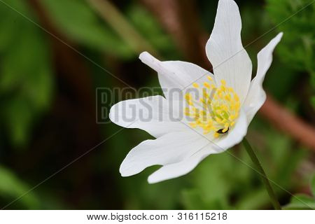 Close Up Of A Wood Anemone Flower In Bloom