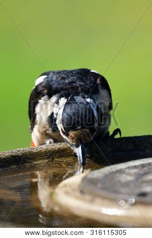 Portrait Of A Grat Spotted Woodpecker (dendrocopos Major) Drinking From A Bird Bath