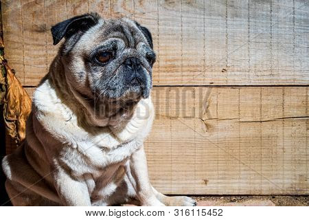 Portrait Pug Carlino Mop Pure Breed Wood Background Closeup