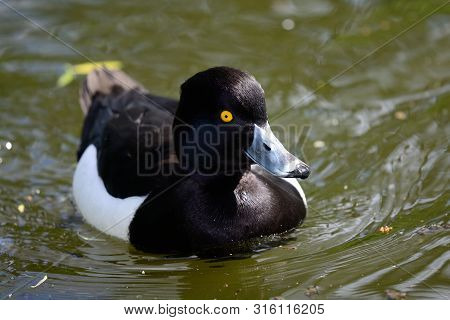 Portrait Of A Tufted Duck Swimming In The Water
