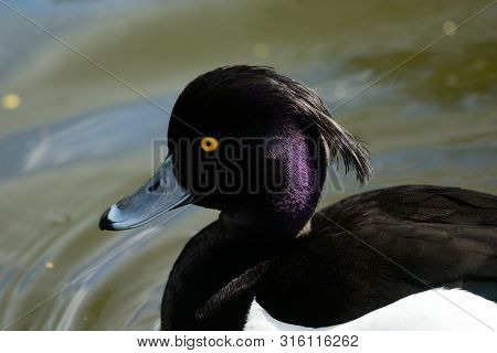 Portrait Of A Tufted Duck Swimming In The Water