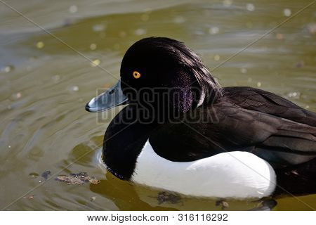Portrait Of A Tufted Duck Swimming In The Water