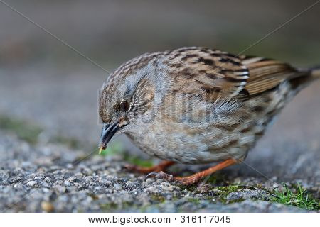 Close Up Of A Dunnock (prunella Modularis)
