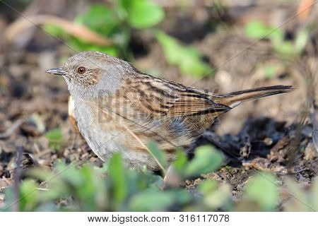 Close Up Of A Dunnock (prunella Modularis) In The Garden