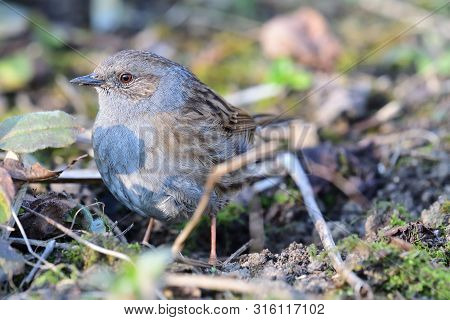 Close Up Of A Dunnock (prunella Modularis) In The Garden