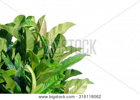 Elephant Apple Tree With Leaves Branches On White Isolated Background For Green Foliage Backdrop