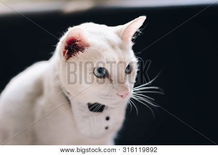 Portrait Of Tuxedo White Cat Wearing Suit,animal  Fashion Concept.