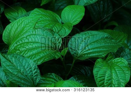Wild Betal Leafbush Growing In A Garden With Dark Background