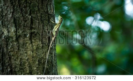 Swinhoe Japalura Resting On Tree Of Jungle. Specie Of Lizard Endemic To Taiwan.