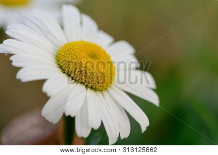 Macro Shot Of An Ox Eye Daisy (leucantheum Vulgare)