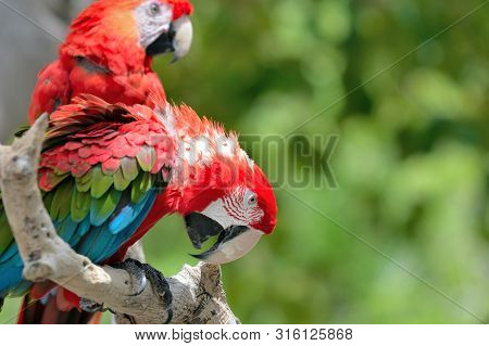 Red Ara Parrot, Colorful Macaw - Birds Sitting On The Branch.