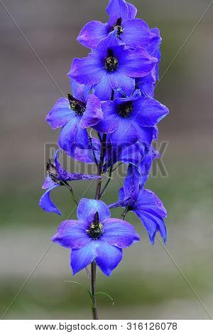 Close Up Of A Delphinium Elatum Flower In Bloom
