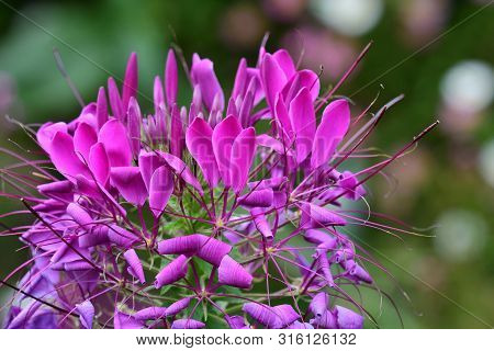 Close Up Of A Pink Spiderflower (cleome Hassleriana) In Bloom In The Garden