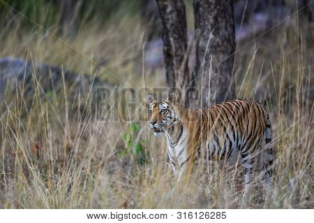 During Patrolling Her Territory, This Pregnant Female Tiger (panthera Tigris) Was Stalking A Prey In
