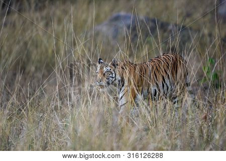 During Patrolling Her Territory, This Pregnant Female Tiger (panthera Tigris) Was Stalking A Prey In