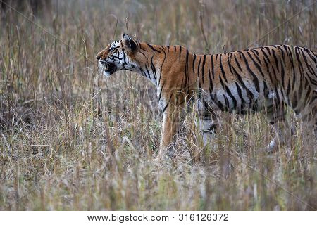 During Patrolling Her Territory, This Pregnant Female Tiger (panthera Tigris) Was Stalking A Prey In
