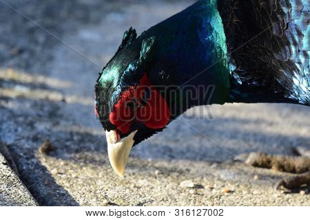Head Shot Of A Melanistic Pheasant Looking For Seeds On The Ground