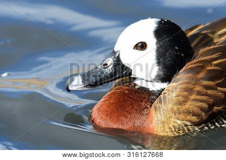 Portrait Of A White Faced Whistling Duck In The Water