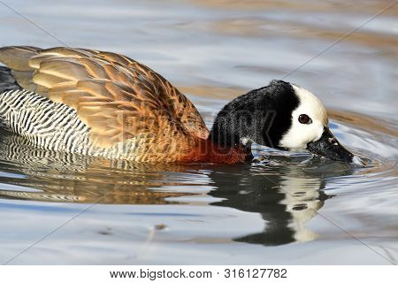 Close Up Of A White Faced Whistling Duck Swimming In The Water