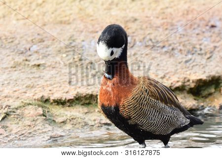 Portrait Of A White Faced Whistling Duck Preening
