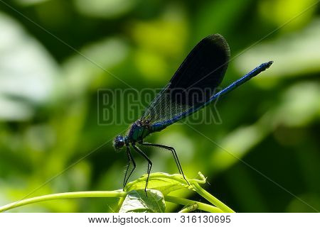 Male Gorgeous Dragonfly - Orthetrum - Dragonfly Sitting On A Leaf