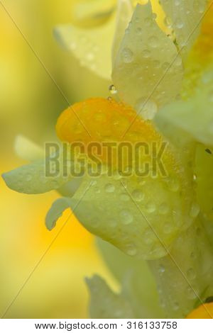 Macro Shot Of A Common Toadflax Flower (linaria Vulgaris) Covered In Water Droplets