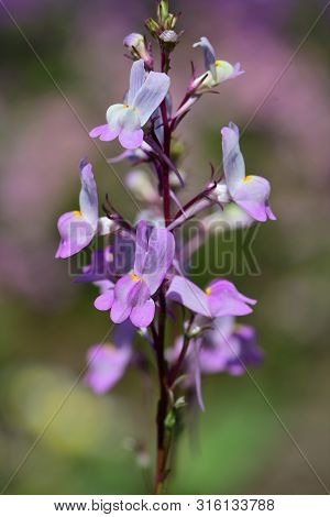 Close Up Of Moroccan Toadflax  (linaria Maroccana) In Bloom